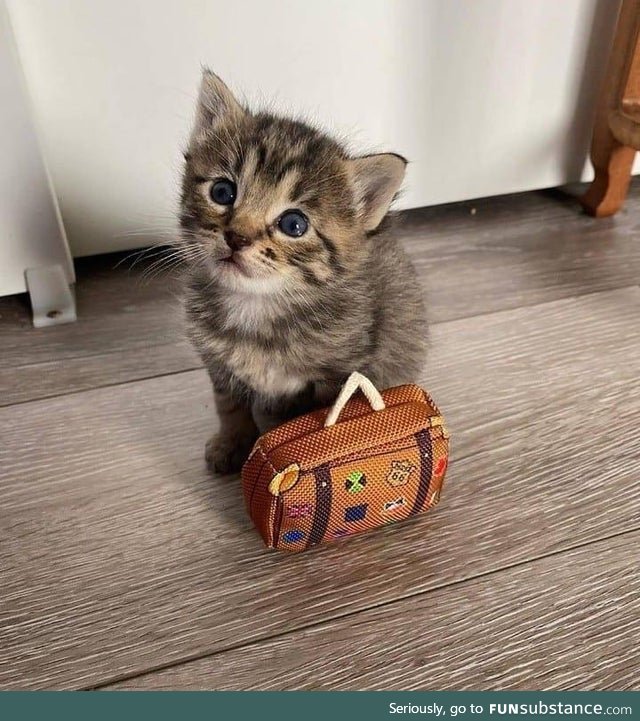 Kitty is ready to on an adventure