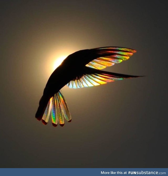Hummingbird by Christian Spencer