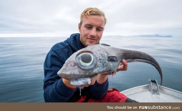 A very odd looking Ratfish caught off the island of Andoya, Norway