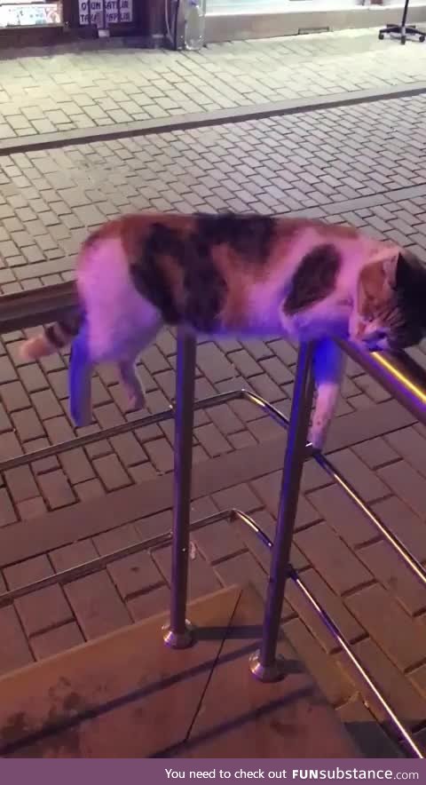 Looks like this cat has been drinking too much