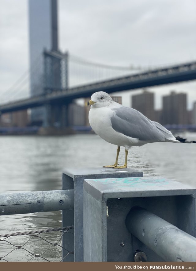 Manhattan bridge