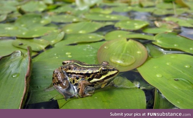 Froggo Fren #117 - Pool Frog