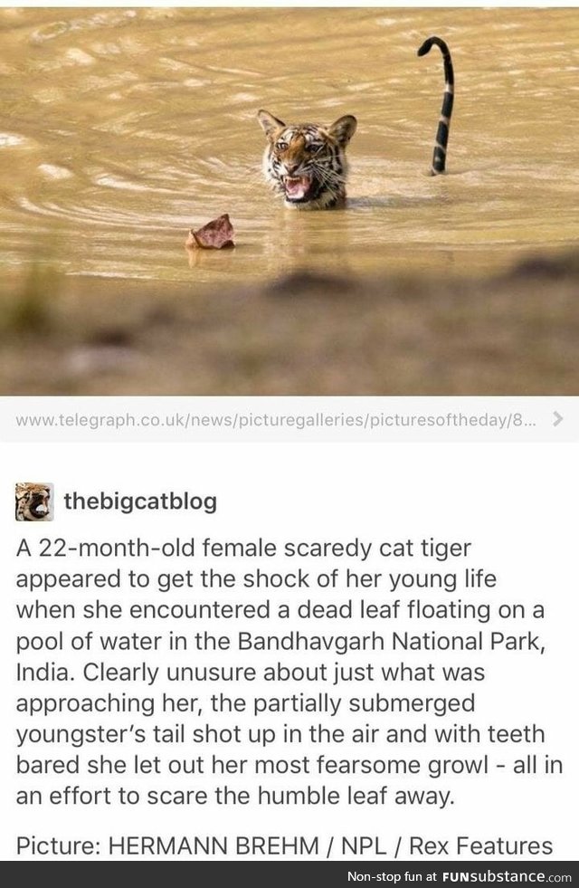 Tiger vs Leaf. Their Battle Will Be Legendary