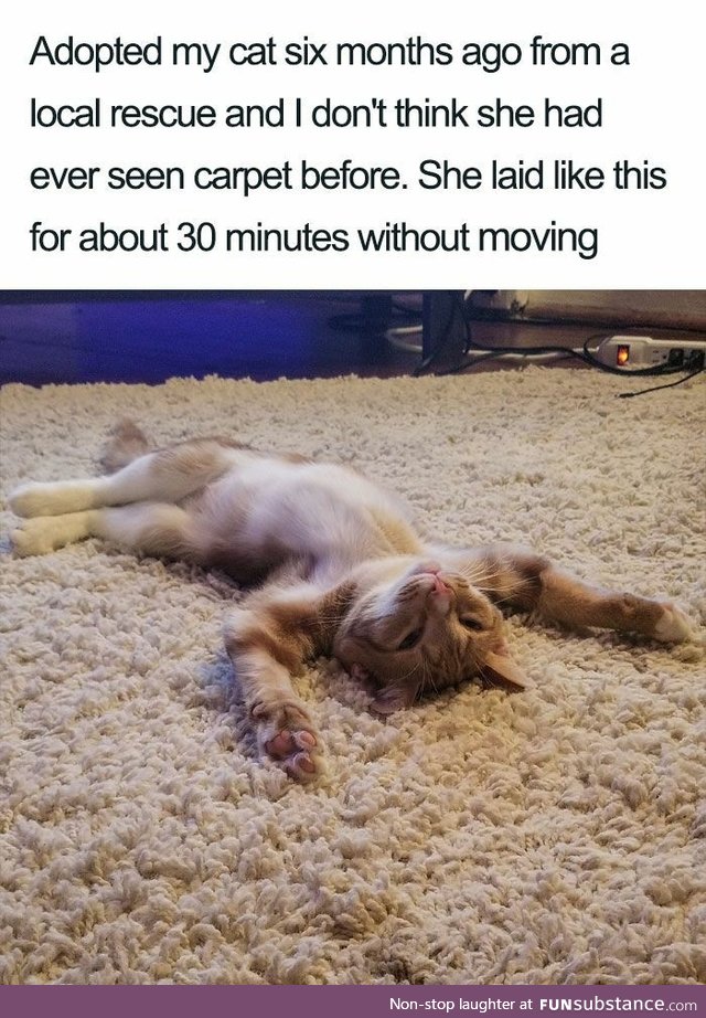 Cat meets carpet, and It's so fluffy she's gonna lie here for awhile