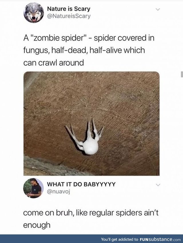 Zombie spider
