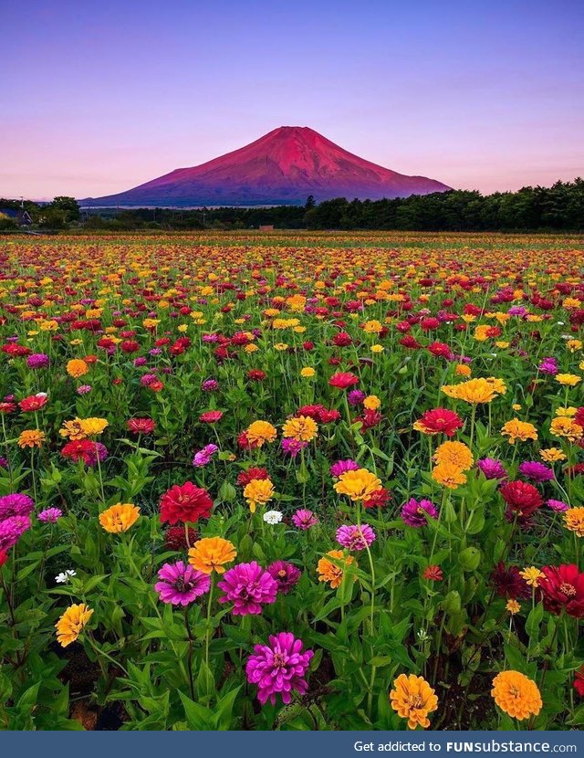 Blooming sightseeing ???? Yamanashi, Japan ????????
