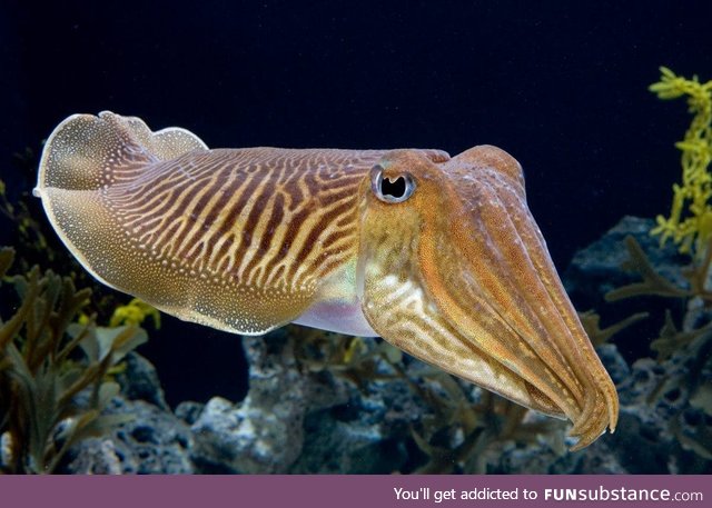 Fishy Fun Day #48: Cuttlefish @honeybumblebee