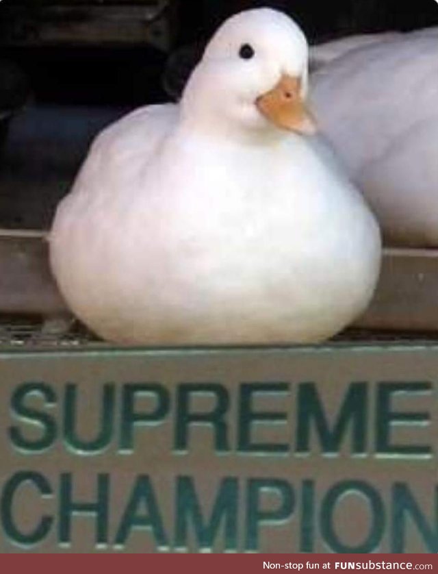 All Hail supreme champion