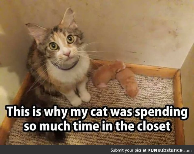 Cat spending too much time in the closet