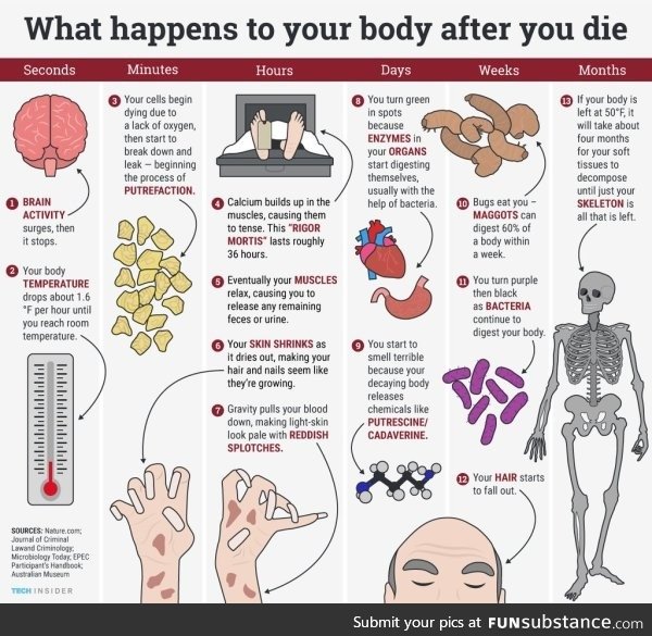 What happens to your body after you die