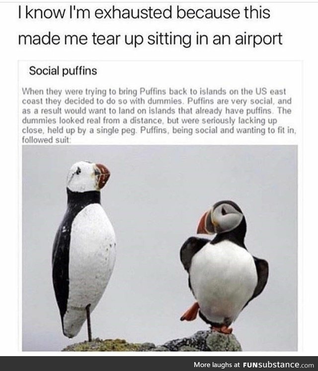 Social Puffins tryna fit in