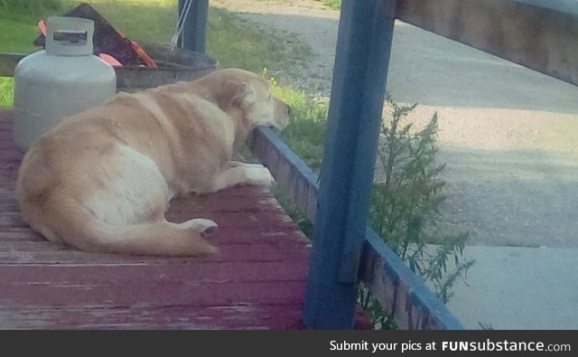 My dad's dog, waiting for him to come home from work