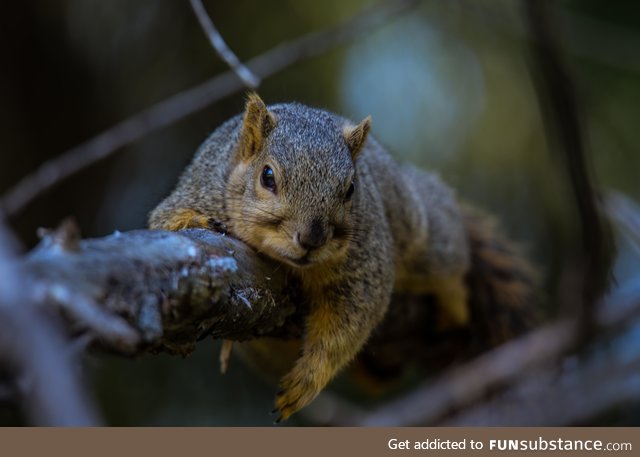 I'm an amateur photographer and I met the chilliest squirrel on the planet [OC]