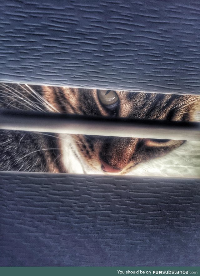 A quick picture I snapped of my cat hanging out in the window sill!