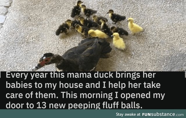 Mama Duck