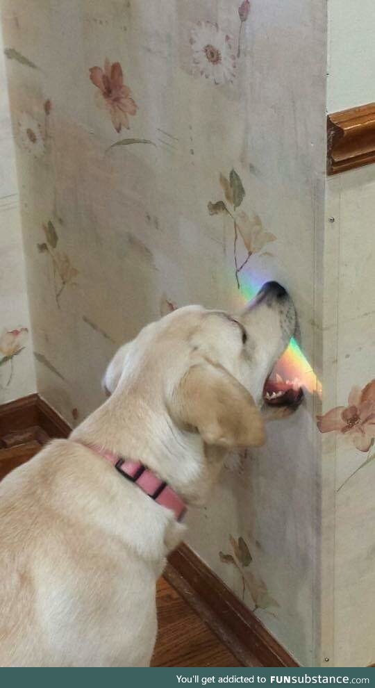 Taste the rainbow