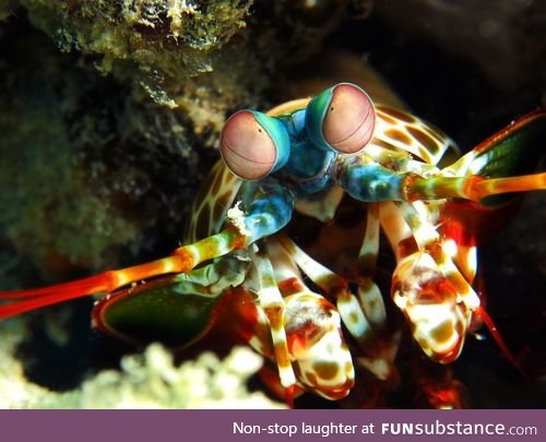 Fishy Fun Day #53: Mantis Shrimp @strangelyacoustic