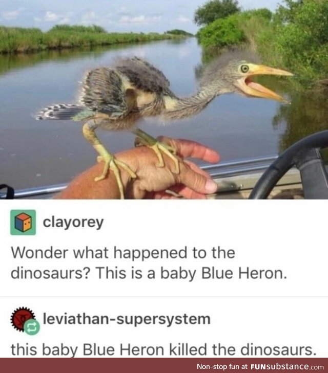 Baby Blue Heron