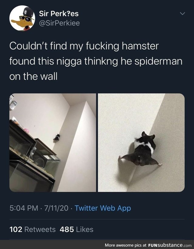 Spider Hamster