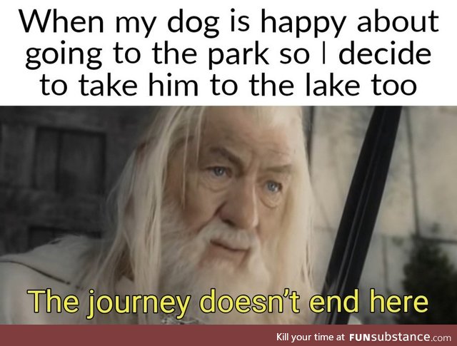 Dogs are living in a constant state of adventure