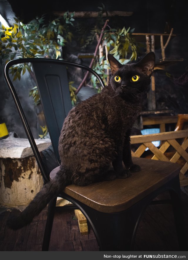 Cute curly cat in cat Cafe