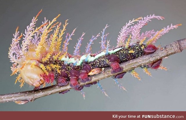 Saturniidae caterpillar