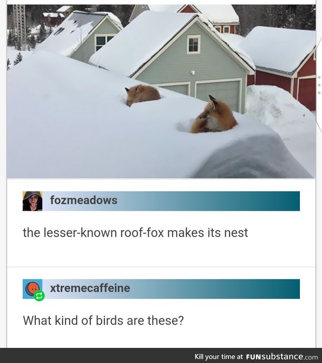 Roof Foxes