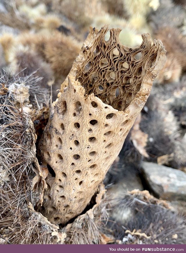 Internal structure of cactus