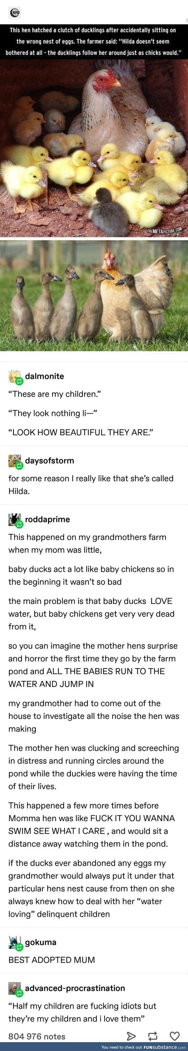 Delinquent Ducklings raised by a Chicken