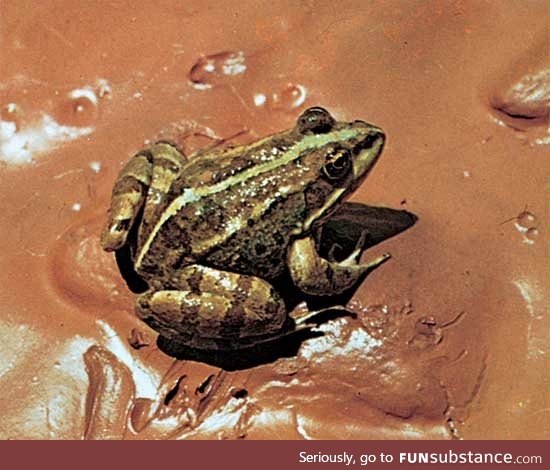 Froggo Fren #119 - Marsh Frog