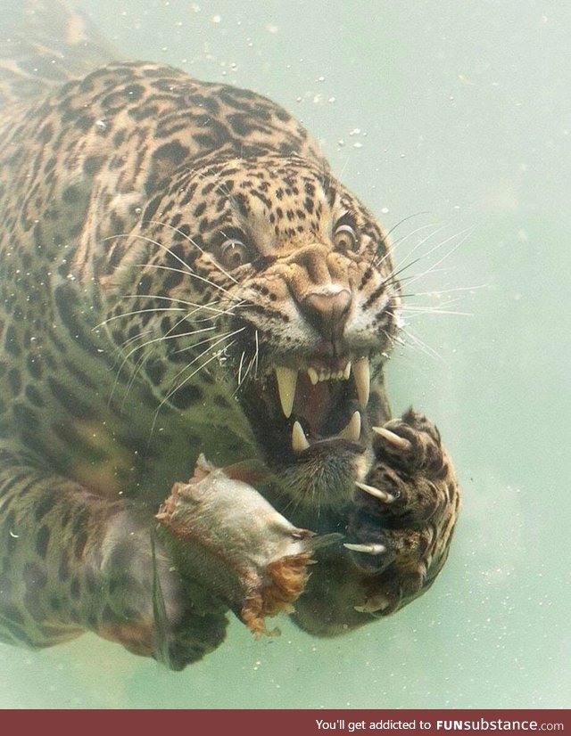 Jaguar dives to catch food; By photographer Herbert van der Beek
