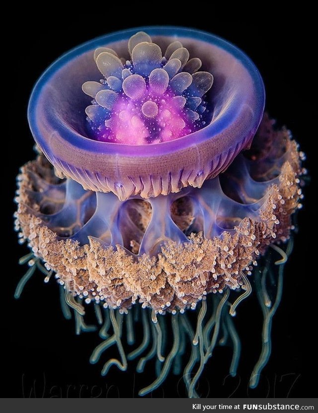 Crown jellyfish