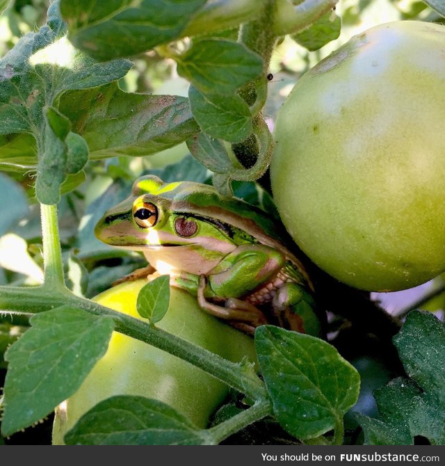 Froggo Fun #214 - Nice Try, But Real Tomato Frogs Are Red