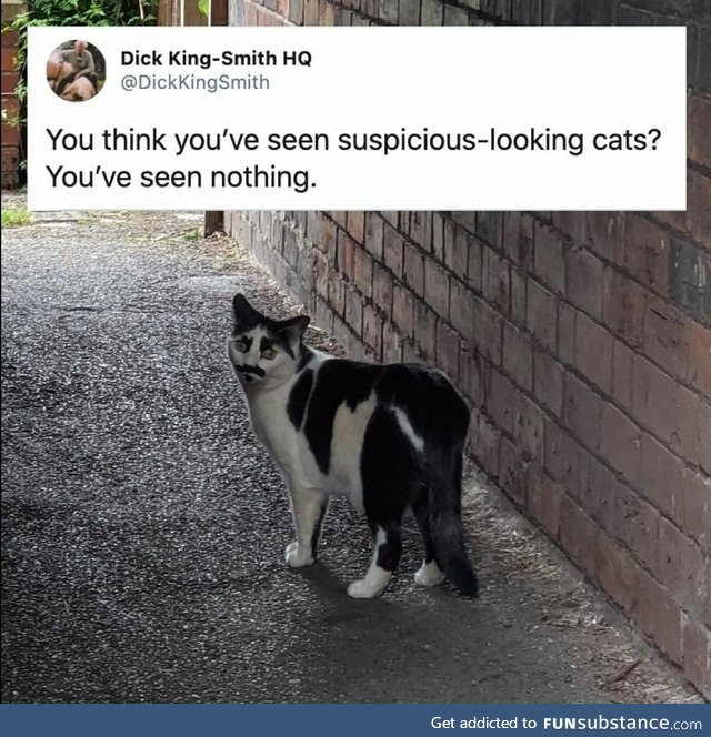 Suspicious meow