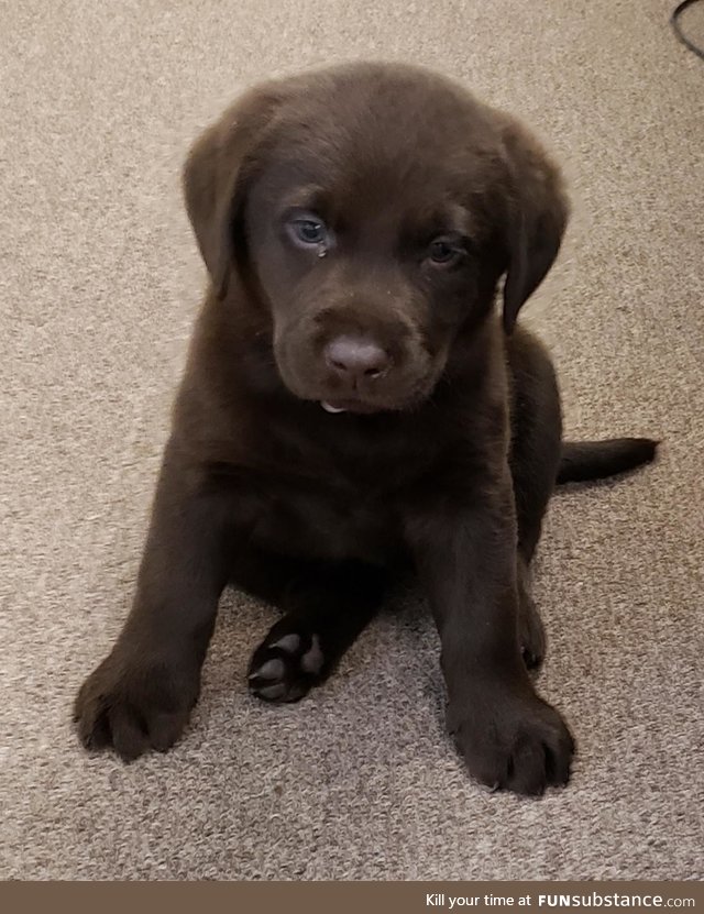 My new chocolate lab pup!
