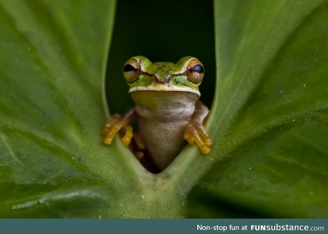 Froggo Fren #120 - Masked Tree Frog