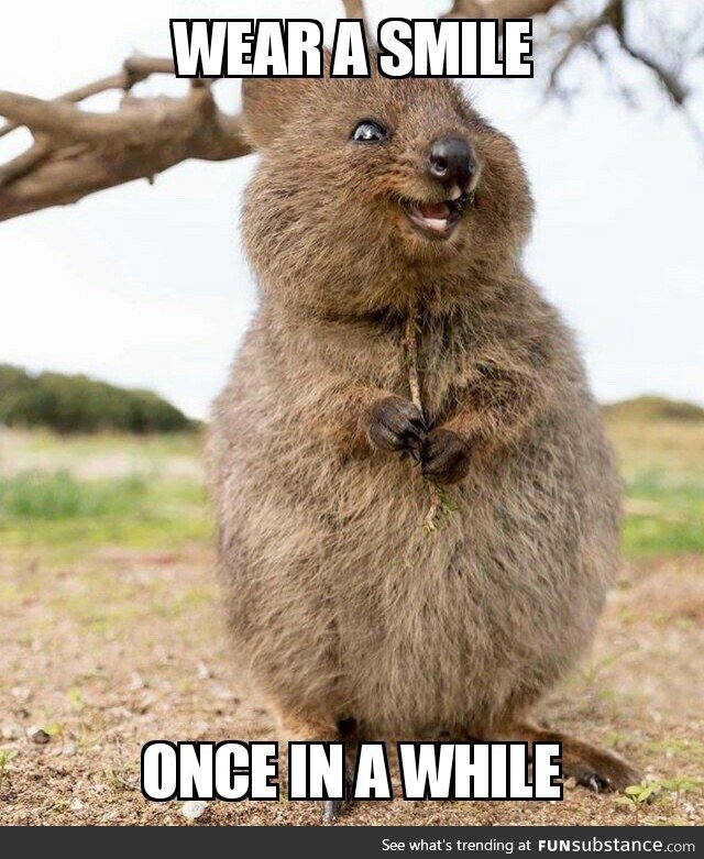 A happy Quokka with a wise life lesson