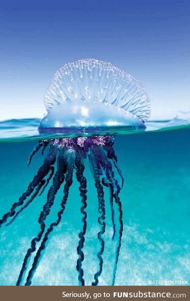 Fishy Fun Day #60: Portuguese Man O'War