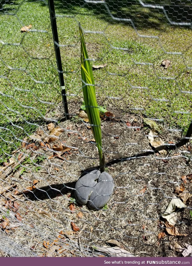 The biggest seed in the world takes 6 years to germinate