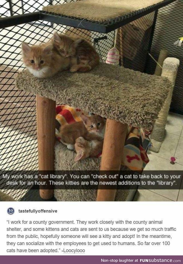 Cat Library