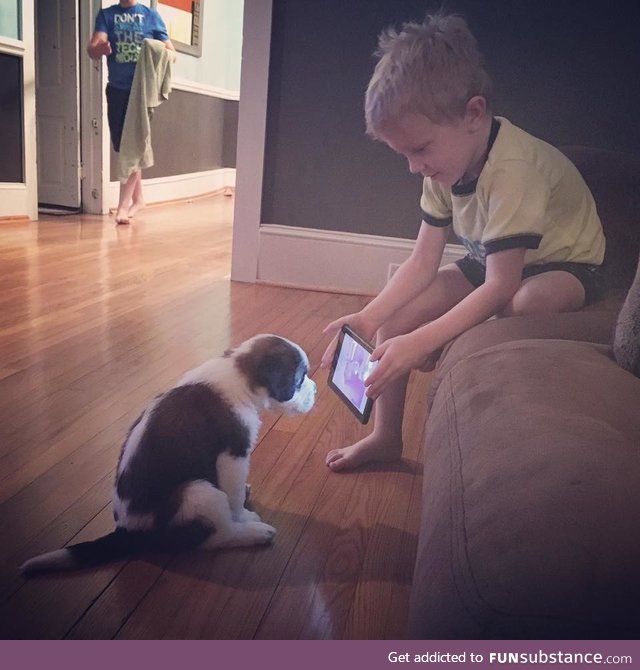 He decided to skip the middle man and show dog training videos directly to the dog