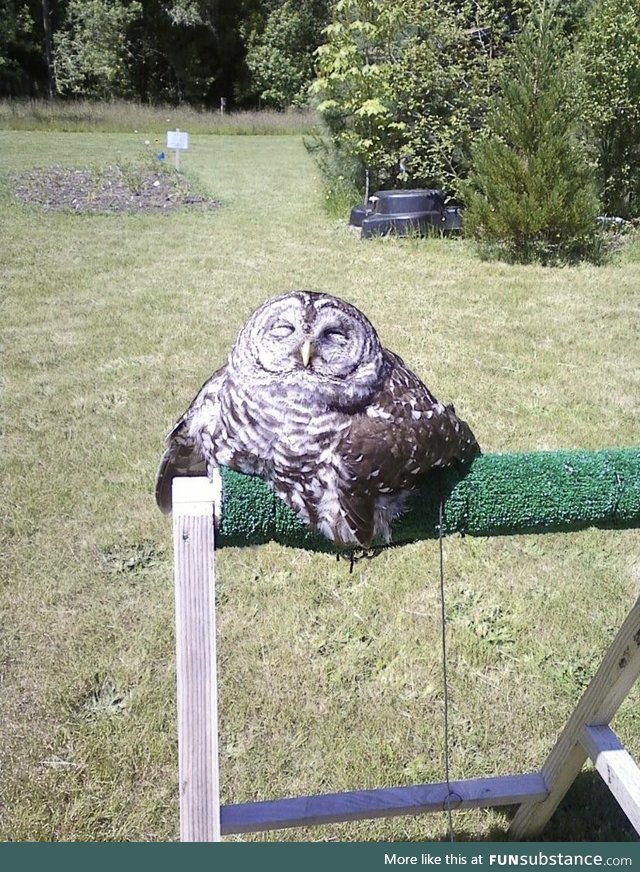 My owl melted what how should I deal with it