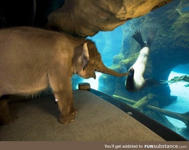 Chendra the elephant took a tour of Oregon zoo. The sea lions were her favourite