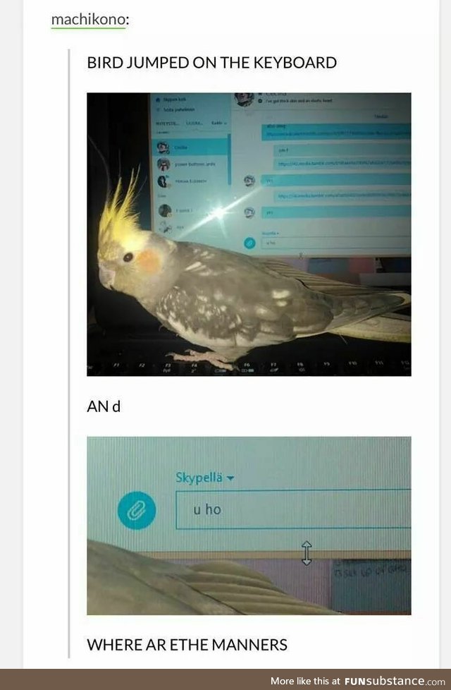 U ho [bird jumped on the keyboard]