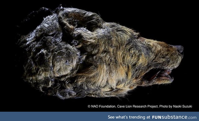 This head of a wolf is 30,000 years old. It was found preserved in the Siberian