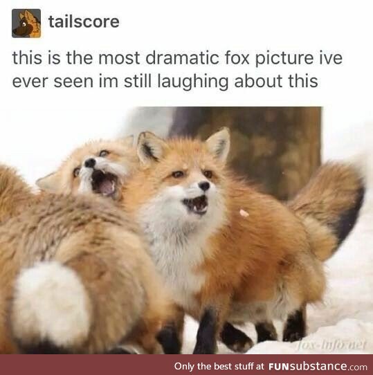 Drama Foxes