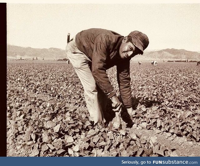 This is a treasured picture of my immigrant father in the fields showing what he did to