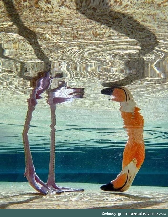 Flamingo with its head underwater
