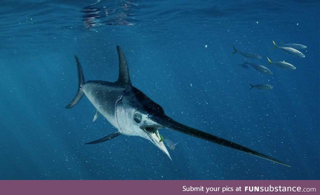 Fishy Fun Day #65: Swordfish