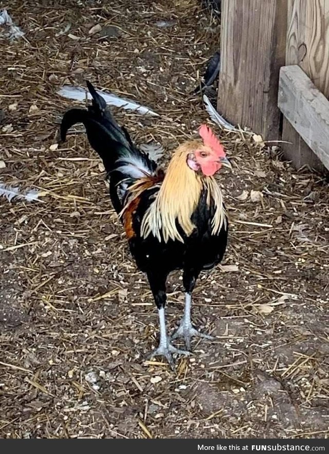 This is my aunt’s rooster. His name is Joe Exotic